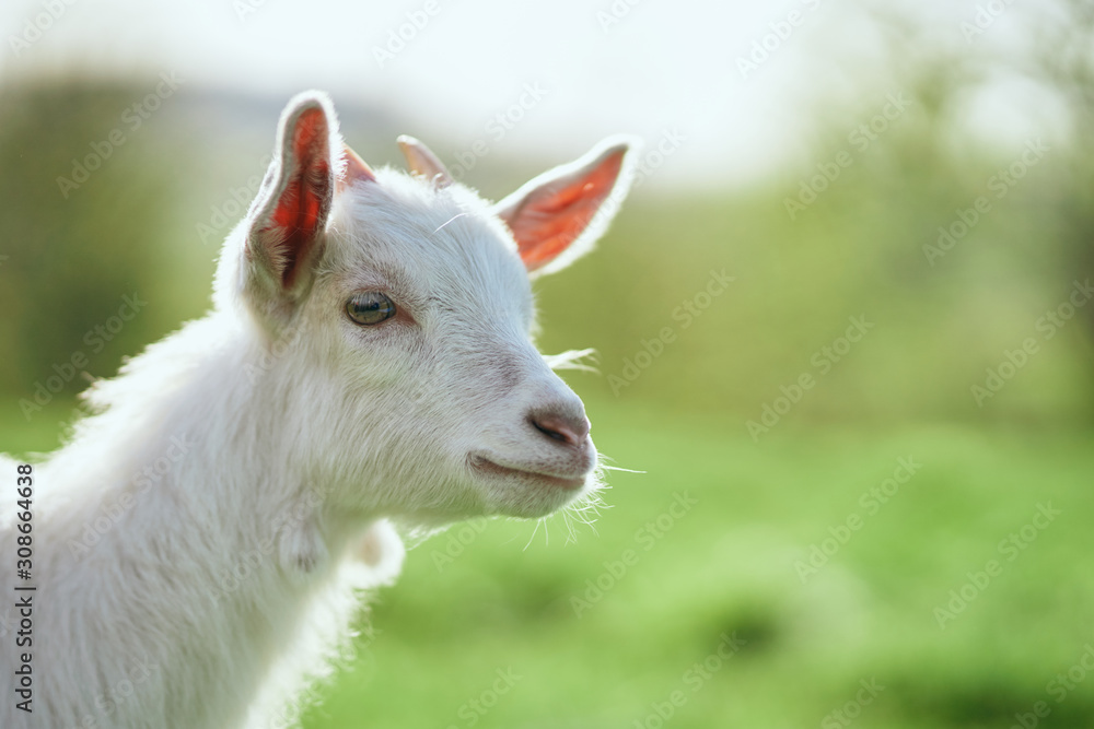 Fototapeta premium portrait of a goat