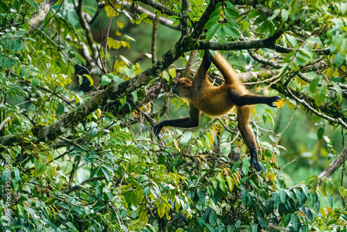 Geoffroy's spider monkey (Ateles geoffroyi) in a tree in Costa Rica © Chris