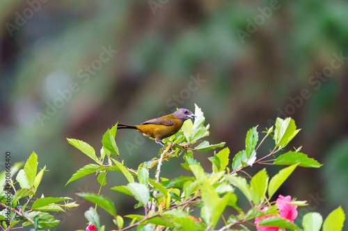 Passerini's Tanager (Ramphocelus passerinii) female with orange front and grey head and back, taken in Costa Rica photo