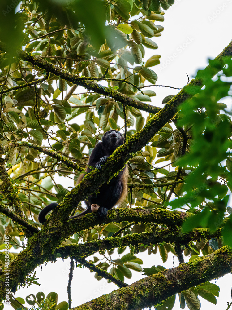 Fototapeta premium Howler Monkey (Alouatta guariba) taken in Costa Rica