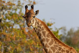 Portrait of one giraffe looking down and isolated against a clear blue sky