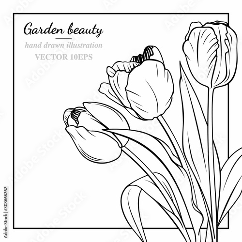 Fototapeta Bukiet tulipanów ręcznie rysowane bezbarwna ilustracja. Kwiaty ogrodowe wektor.