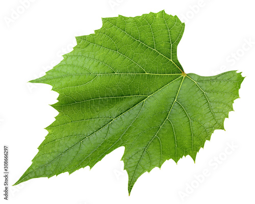 Grape leaf, isolated on white background, clipping path, full depth of field
