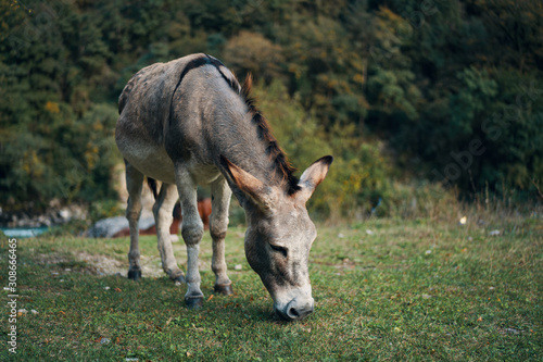 donkey in field