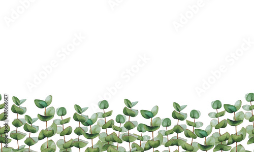 Watercolor seamless border with eucalyptus branches and leaves. Isolated illustration on white background. Botanical banner for design or printing.