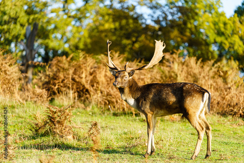 Fototapeta Naklejka Na Ścianę i Meble -  Male Fallow Deer (Dama dama), taken in UK