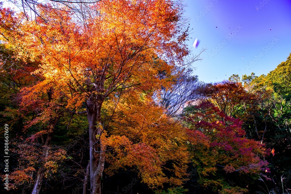 Fototapeta premium 文殊仙寺の紅葉