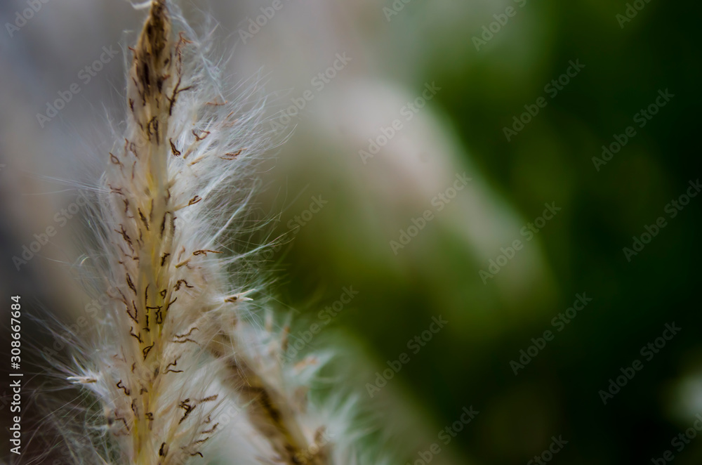One life on earth, the weeds One life on earth, the weeds