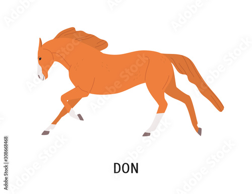Don horse flat vector illustration