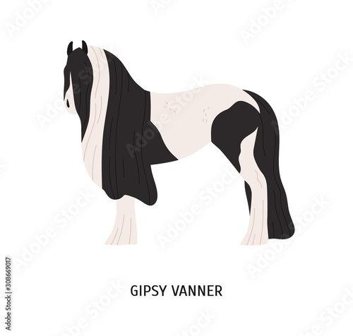 Gypsy vanner flat vector illustration
