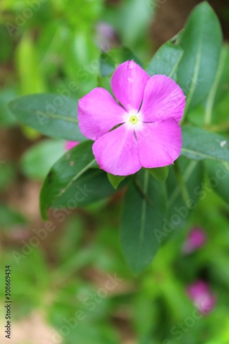purple flower in garden