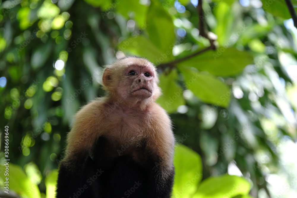 White faced Capuchin monkey in the Costa Rican jungle also known White faced Capuchin monkey in the Costa Rican jungle also known