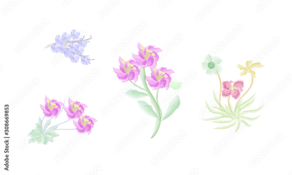 collection of flower isolated on white with water color