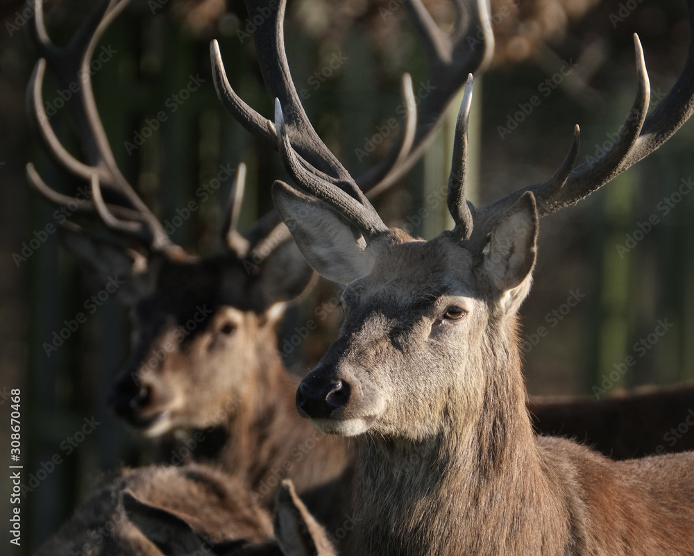 Red deer feeding in controlled park environent in the UK.
