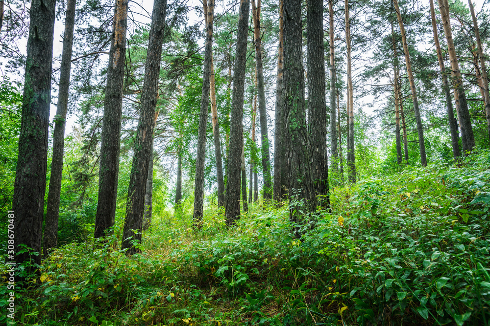 Fototapeta premium Beautiful place in deep of wild summer forest
