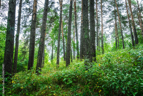 Beautiful place in deep of wild summer forest