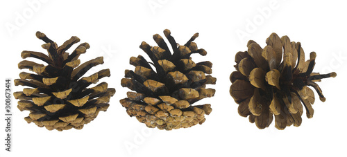 Pine cones isolated on a white background close-up.