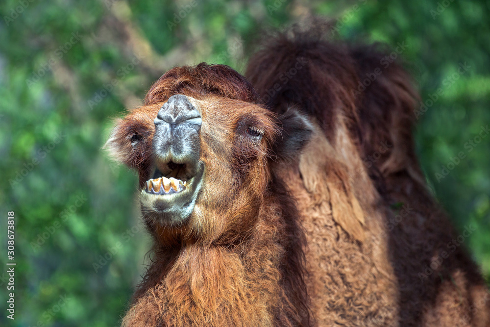 Obraz premium Camels are resting in a natural atmosphere.