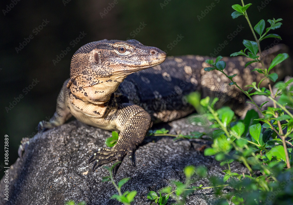 Fototapeta premium Water Monitor is relaxing in a natural atmosphere.