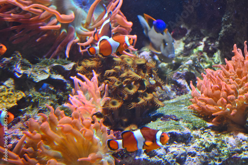 Leinwand Poster Clownfish and Paracanthurus in coral