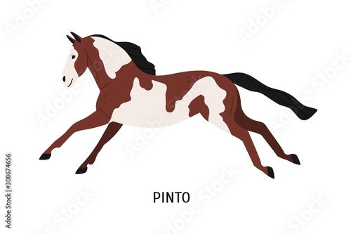 Pinto breed horse flat vector illustration
