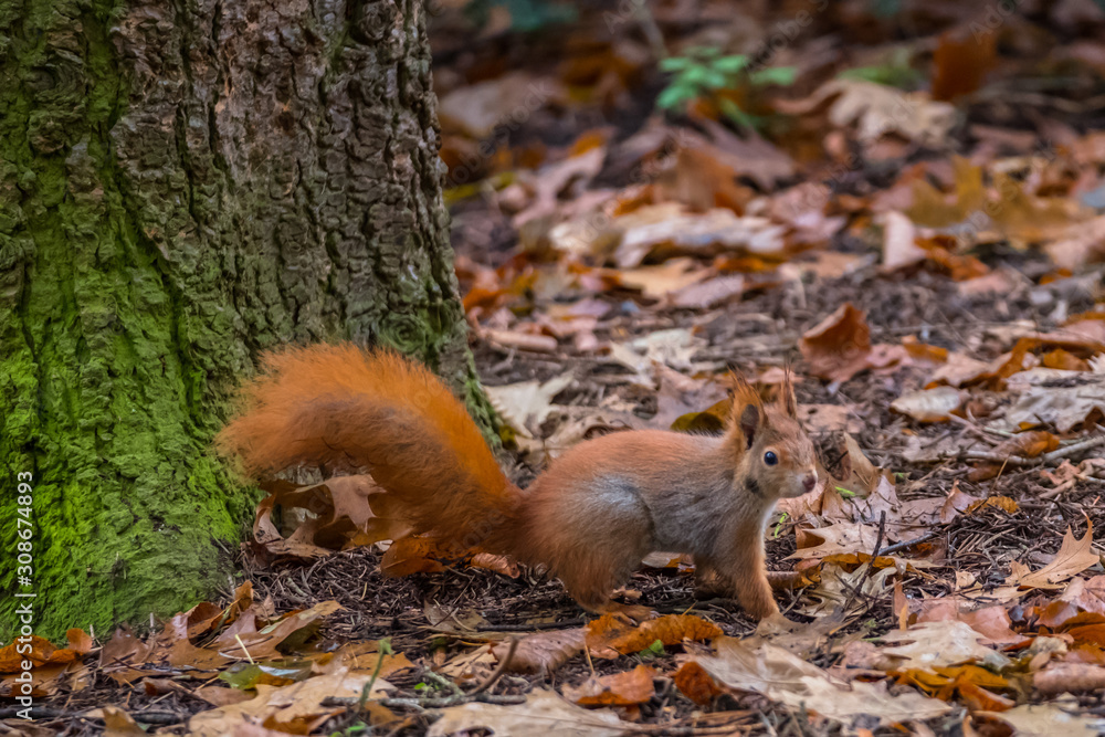 squirrel in the forest on a background of yellow leaves. squirrel in the forest on a background of yellow leaves.