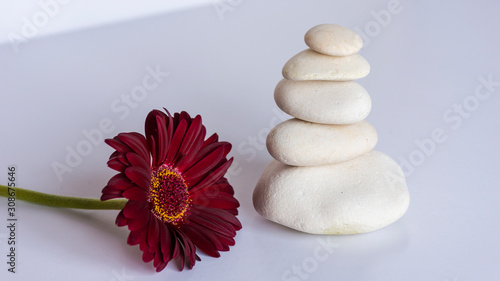 white stones in balance on white background with a red gerbera daisy, flower, . equilibrium and meditation. Peaceful and relaxing image. photo