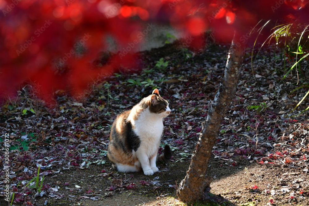 外猫(10歳) 外猫(10歳)