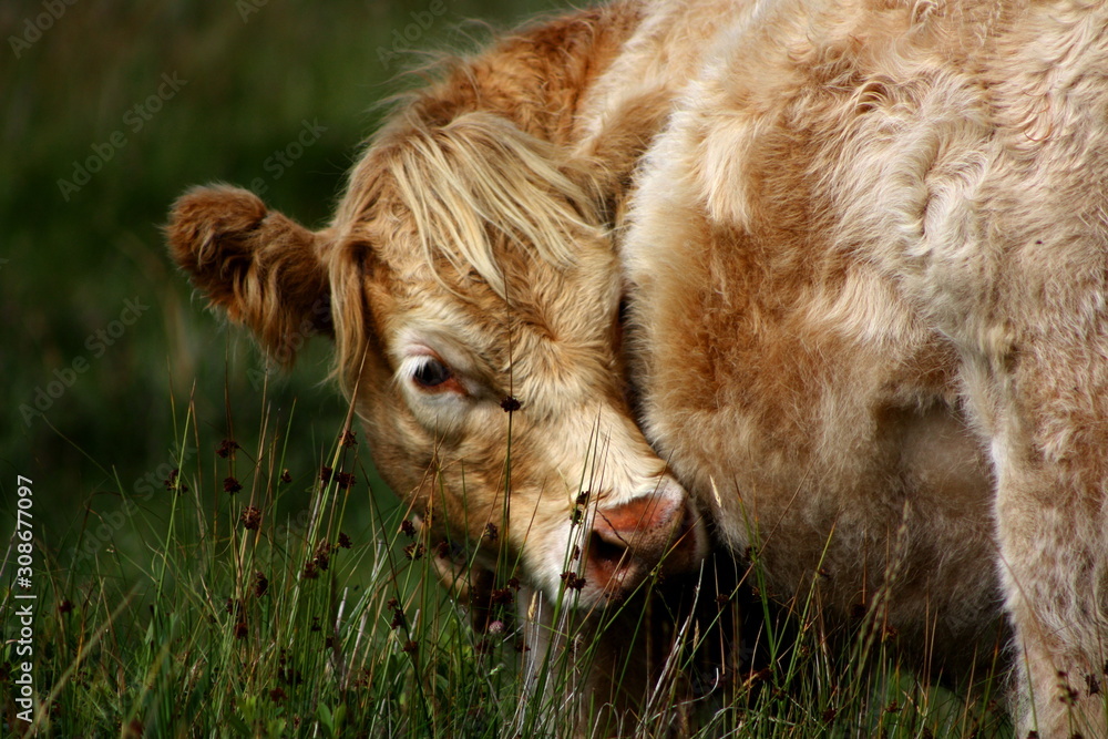 Fototapeta premium Cow itching