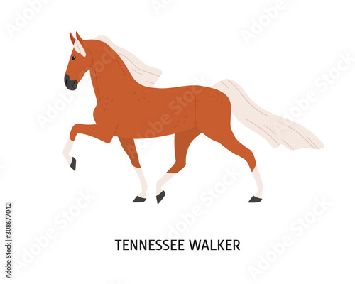 Tennessee Walking Horse flat vector illustration