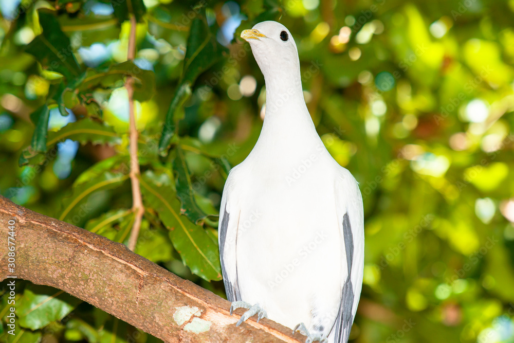 Obraz premium Torres Strait Pigeon