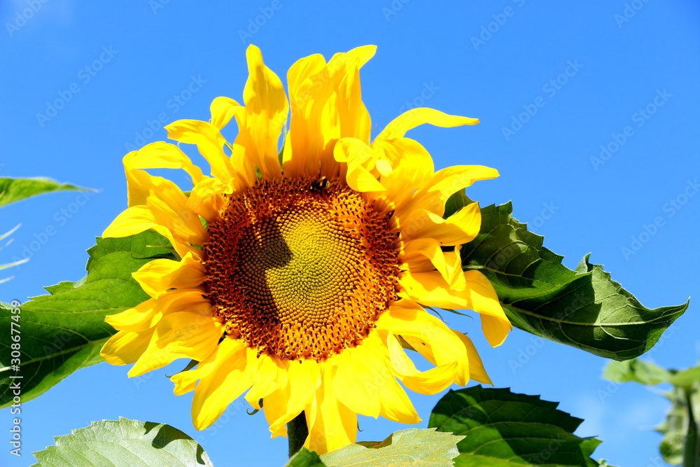 Ripe sunflower. Black sunflower seeds close-up. Harvest sunflower. Agriculture. Ripe sunflower. Black sunflower seeds close-up. Harvest sunflower. Agriculture.