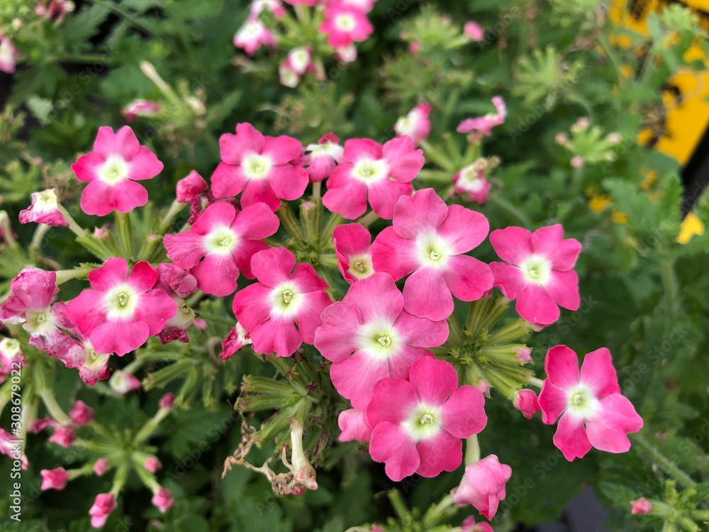 Medium wide shot of brilliant pink flowers in a garden Medium wide shot of brilliant pink flowers in a garden