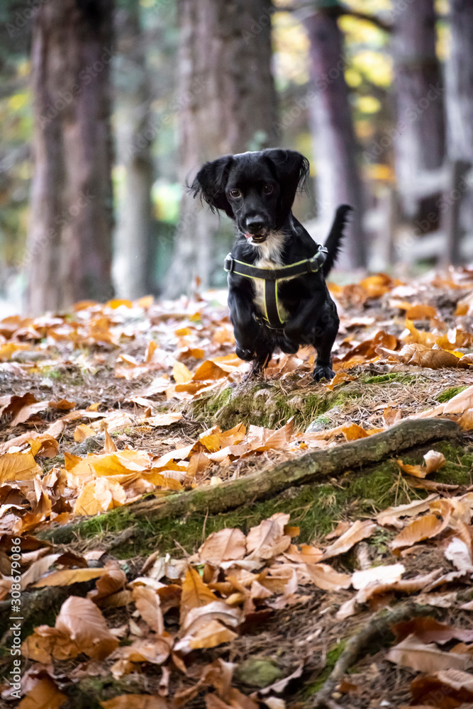 dog jumping on the leaves