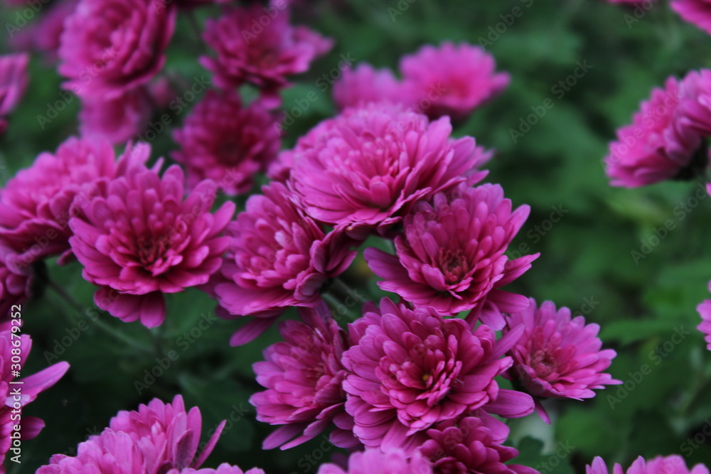 beautiful and colorful flowers in the park 