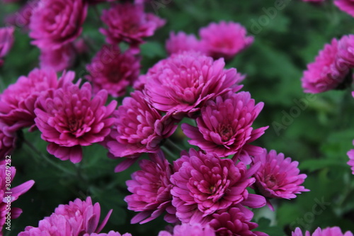 beautiful and colorful flowers in the park 