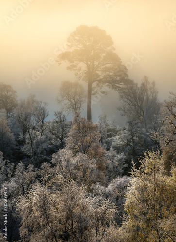 Beautiful tree on a cold winter morning with fog and frost at Glen Affric in the highlands of Scotland. It was a beautiful sunrise with warm golden light.