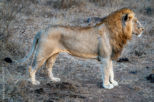 male lion in kruger park south africa rady to hunt