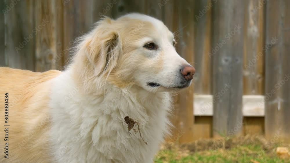 Beautiful Dog Friend (Border Collie & Pyrenees Mix) Beautiful Dog Friend (Border Collie & Pyrenees Mix)