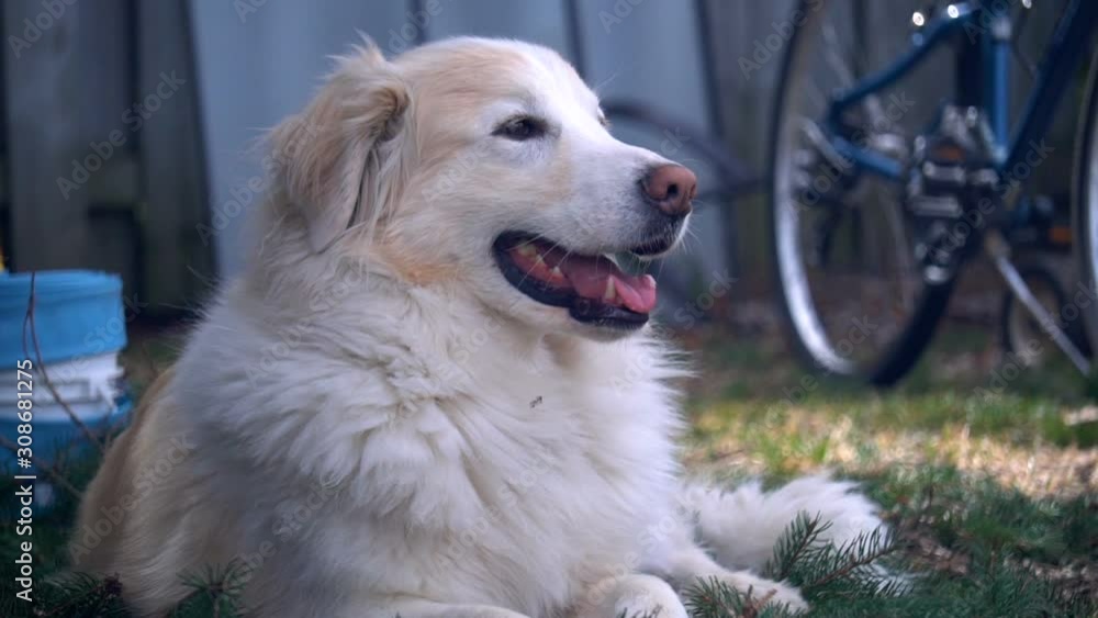 Beautiful Dog Friend (Border Collie & Pyrenees Mix) Beautiful Dog Friend (Border Collie & Pyrenees Mix)