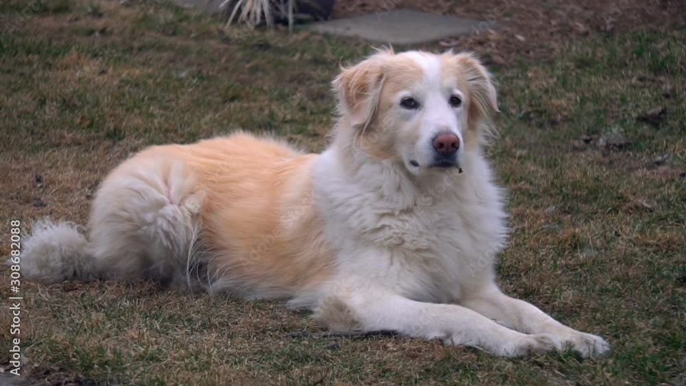 Beautiful Dog Friend (Border Collie & Pyrenees Mix) Beautiful Dog Friend (Border Collie & Pyrenees Mix)