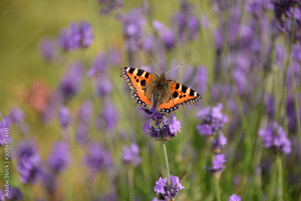 Tortoiseshell butterfly resting on lavender Tortoiseshell butterfly resting on lavender