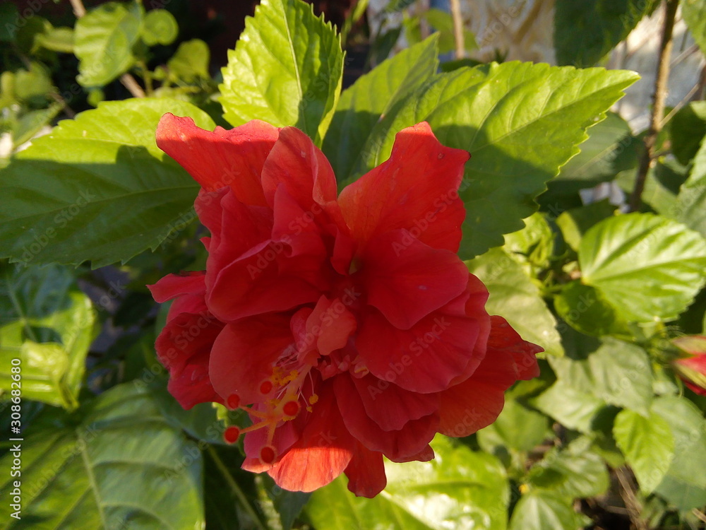 Red hibiscus or shoe flower in the garden. Red hibiscus or shoe flower in the garden.