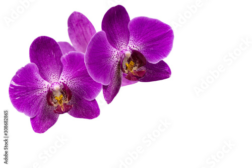 Very beautiful close-up of purple phalaenopsis orchid flower, Phalaenopsis known as the Moth Orchid or Phal isolated on white background. Nature concept for design. Place for your text.