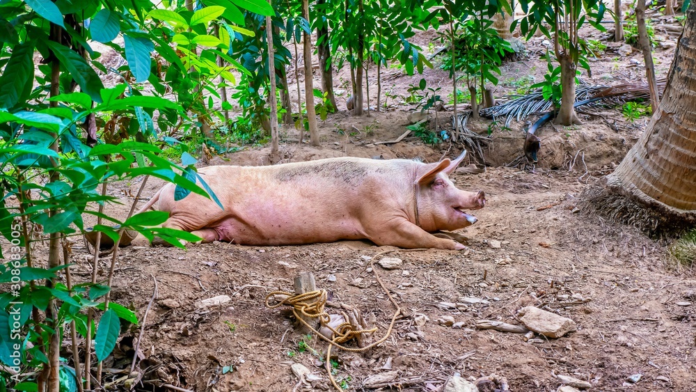 a-very-large-healthy-pig-lying-in-its-yard-it-s-normal-for-pigs-to