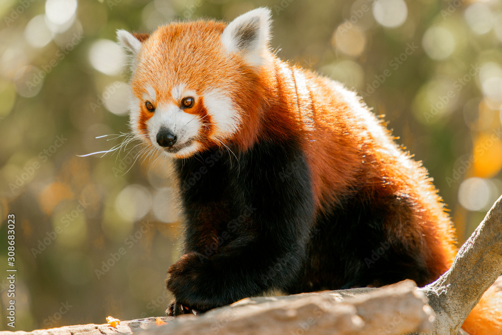 Fototapeta premium Red Panda in nature during the daytime