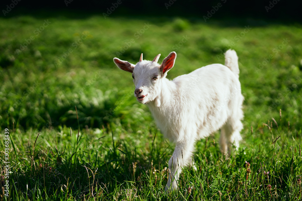 Fototapeta premium goat on a meadow