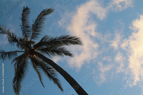 Wallpaper Mural palm trees against blue sky Torontodigital.ca