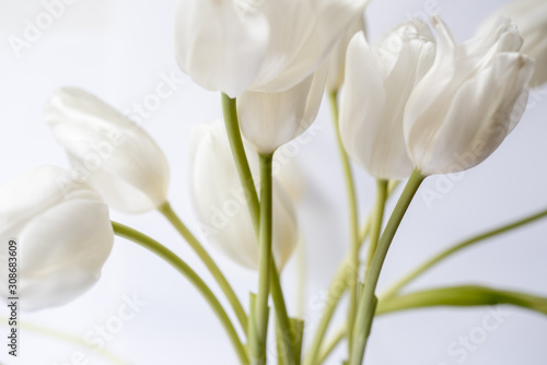 tulips isolated on white background