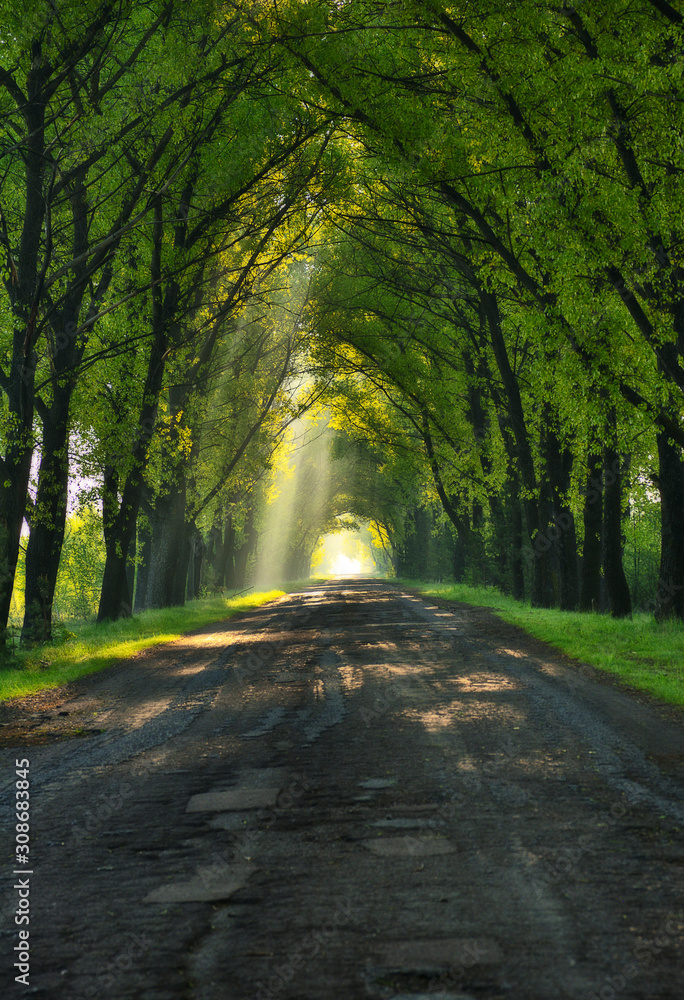 Naklejka premium spring forest. dawn in a beautiful forest